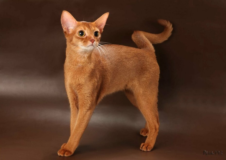 Абиссинская кошка