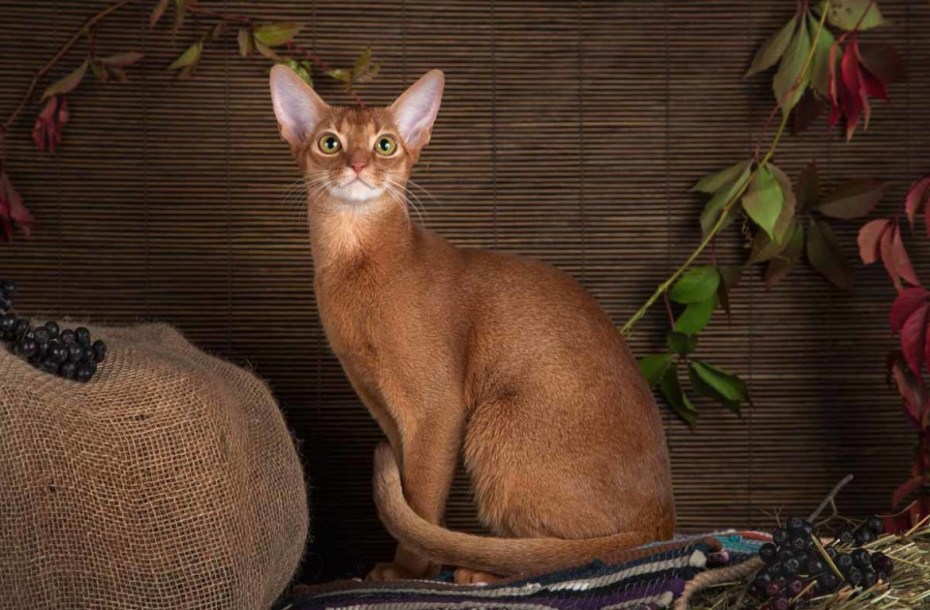 Абиссинская кошка