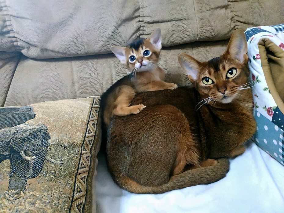Кот породы абиссинец