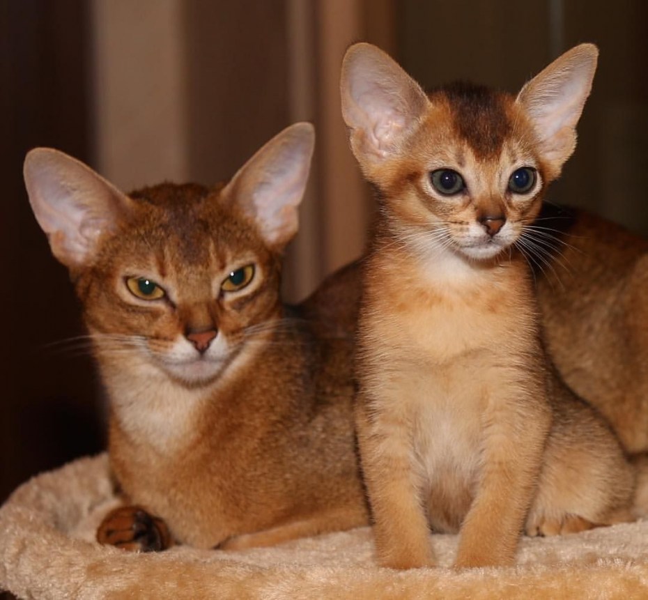 Абиссинская кошка