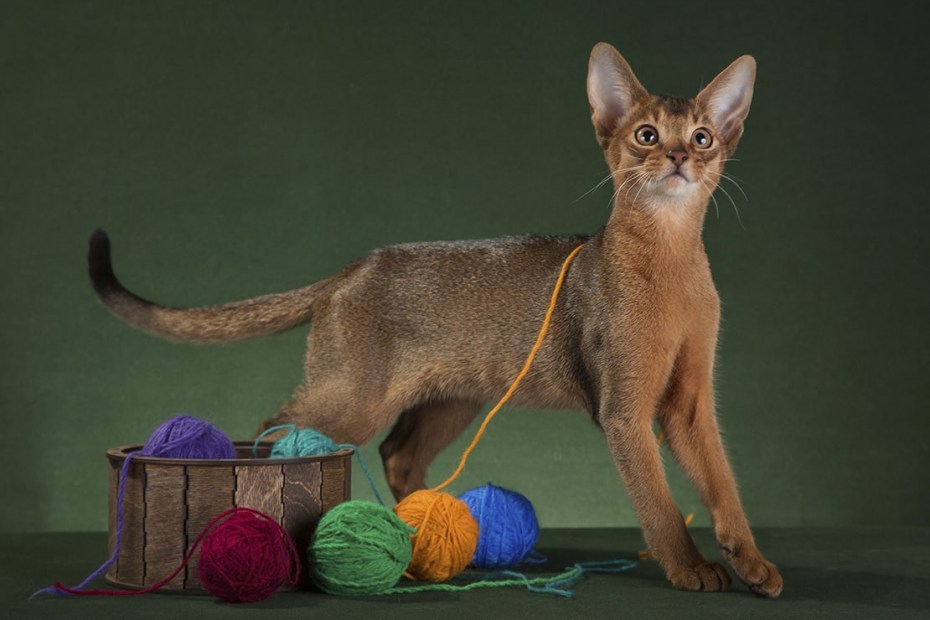 Абиссинская кошка котёнок