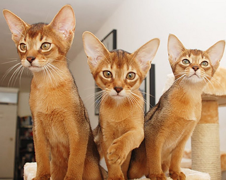 Абиссинская кошка красная