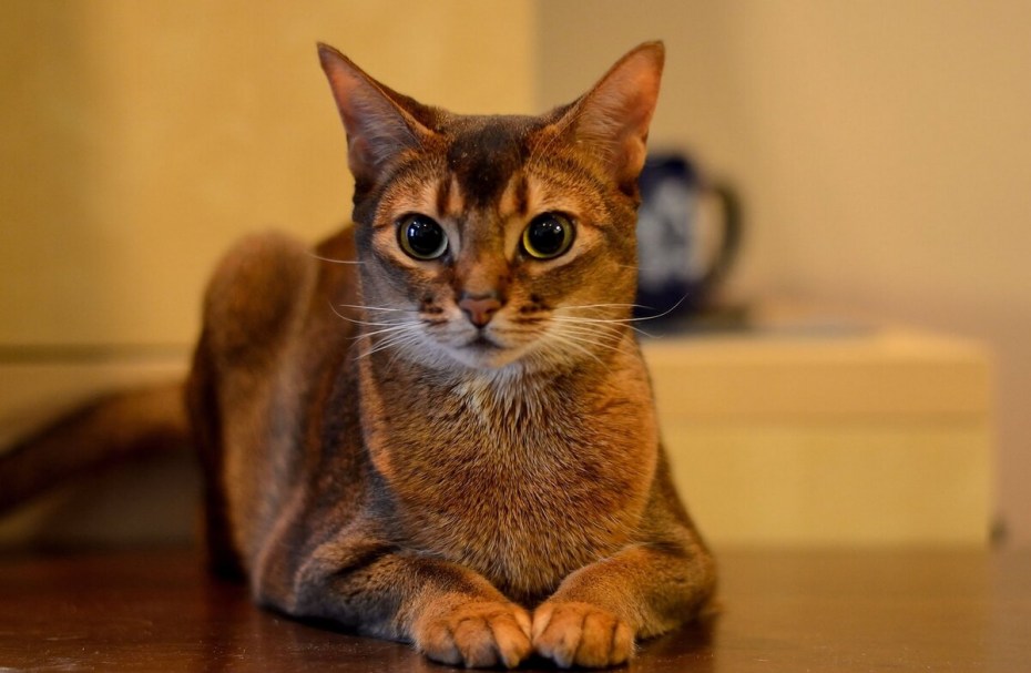 Абиссинские котята