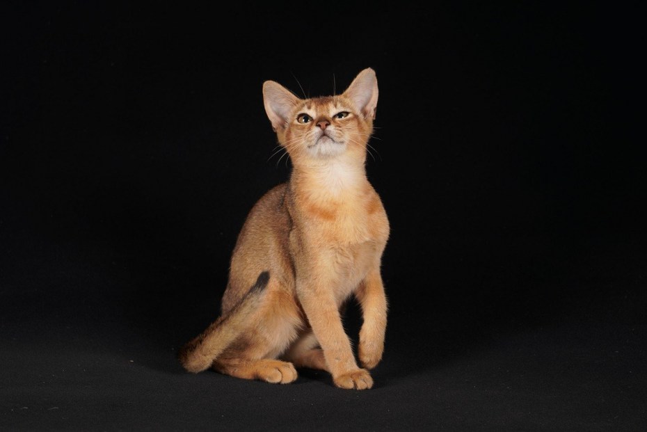 Абиссинская Саванна кошка