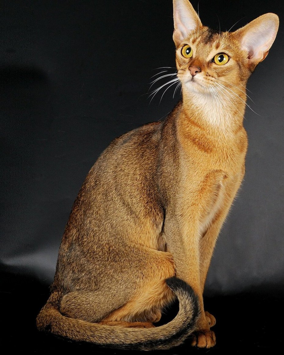 Кошка Абе Абиссинская