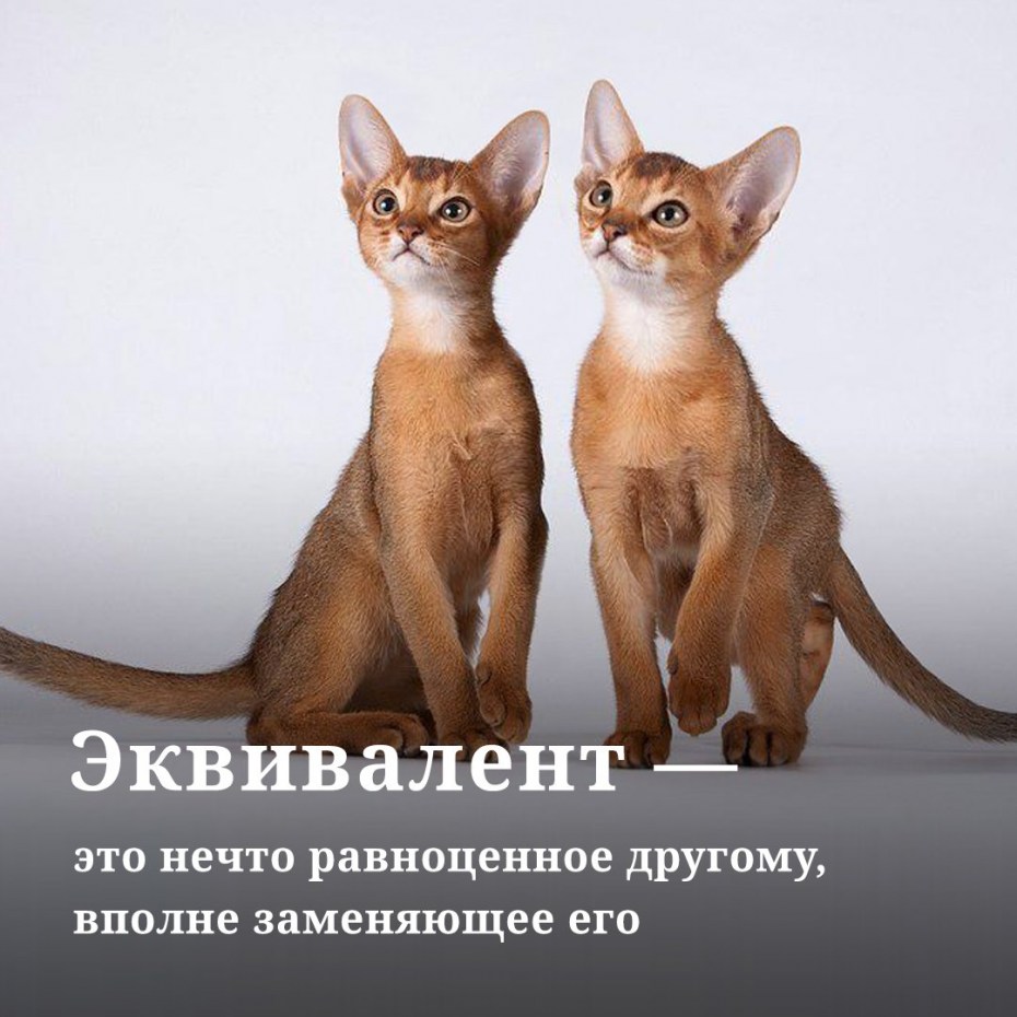 Абиссинская кошка на руках