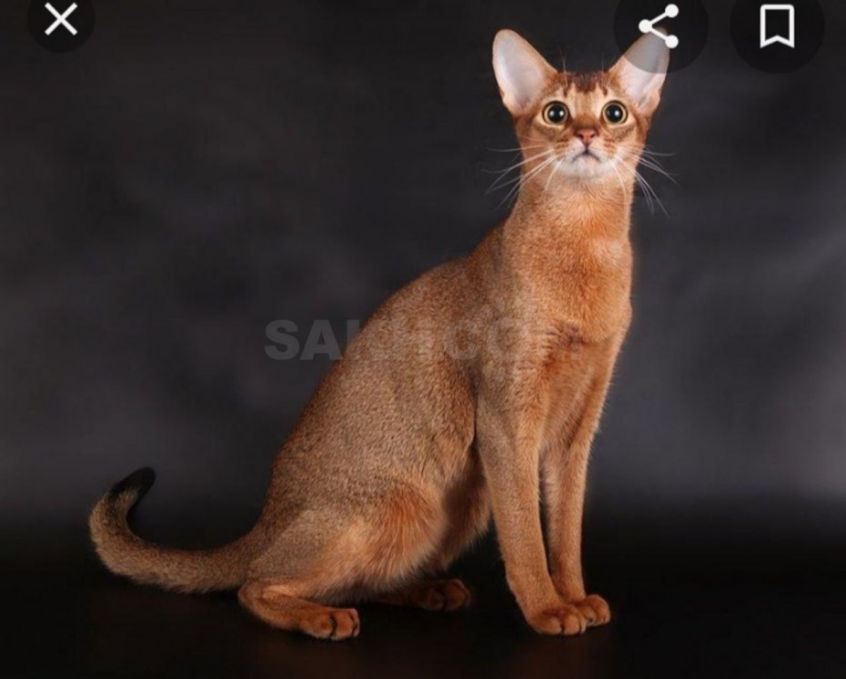 Абиссинская кошка котёнок