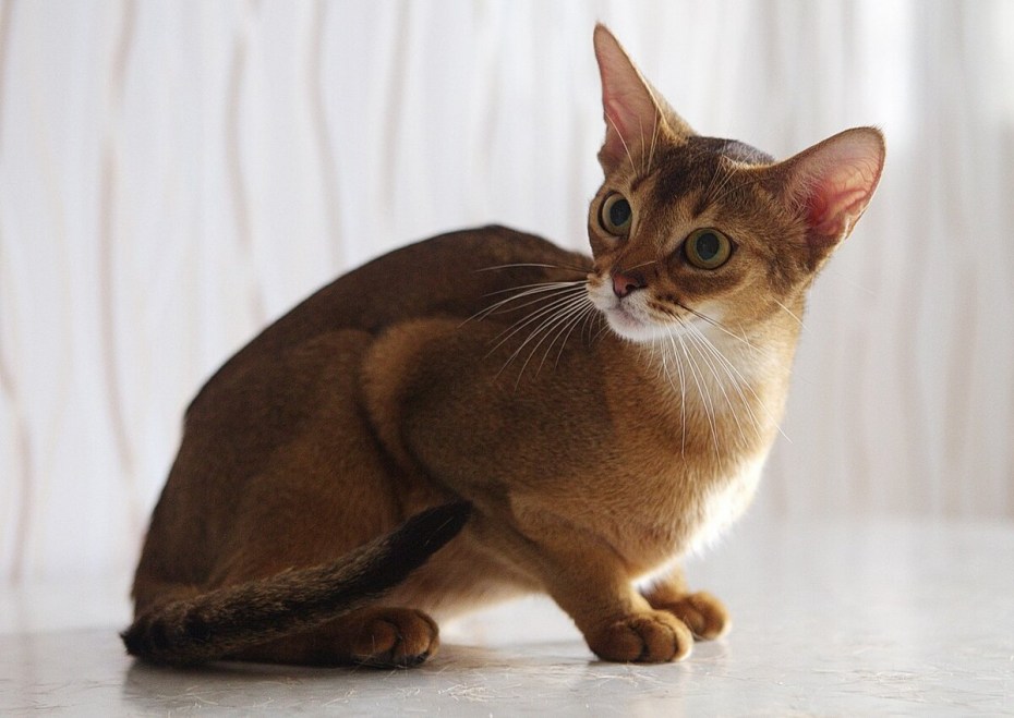 Абиссинская кошка