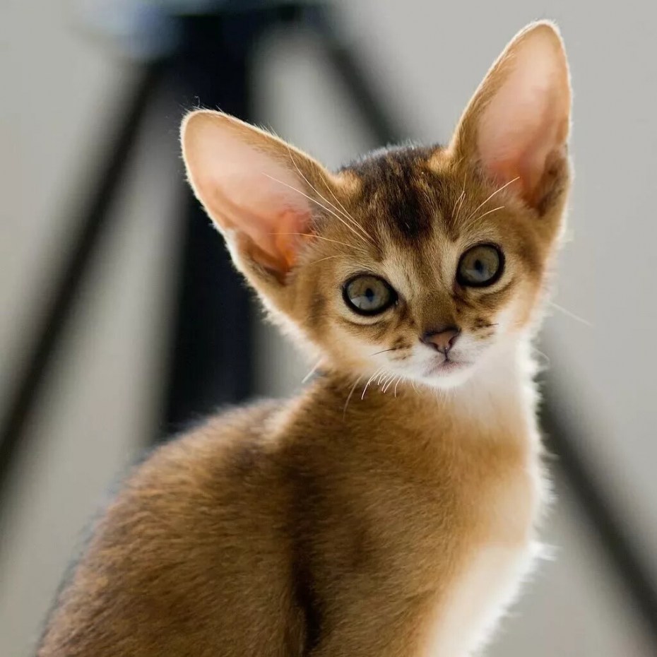 Кот породы абиссинец