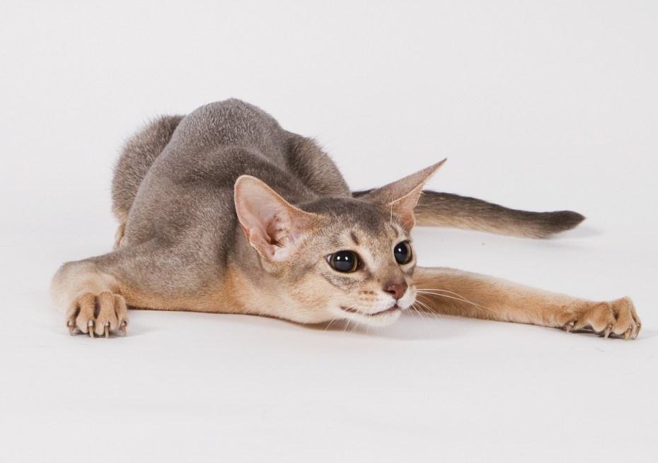 Абиссинские котята