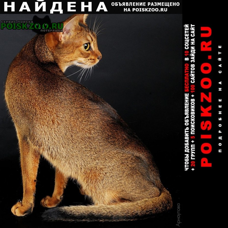 Котята Абиссинской породы