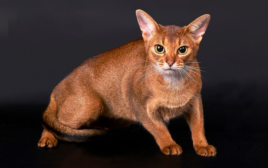 Абиссинская эфиопская кошка