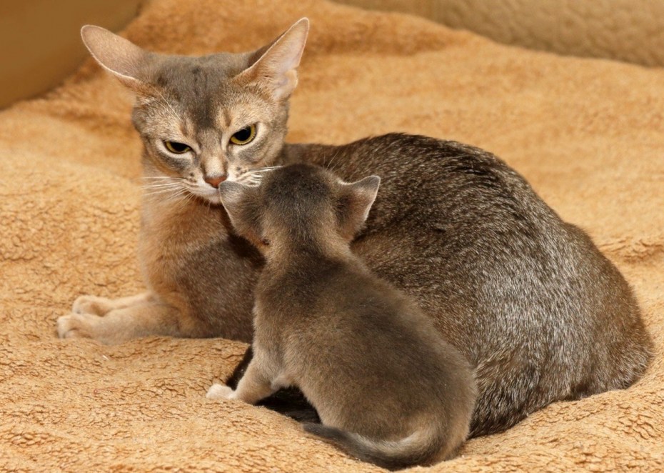Абиссинский кот