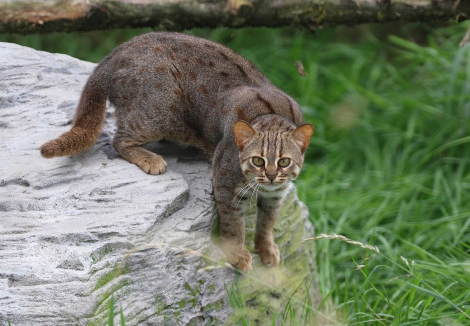 Prionailurus rubiginosus самая маленькая