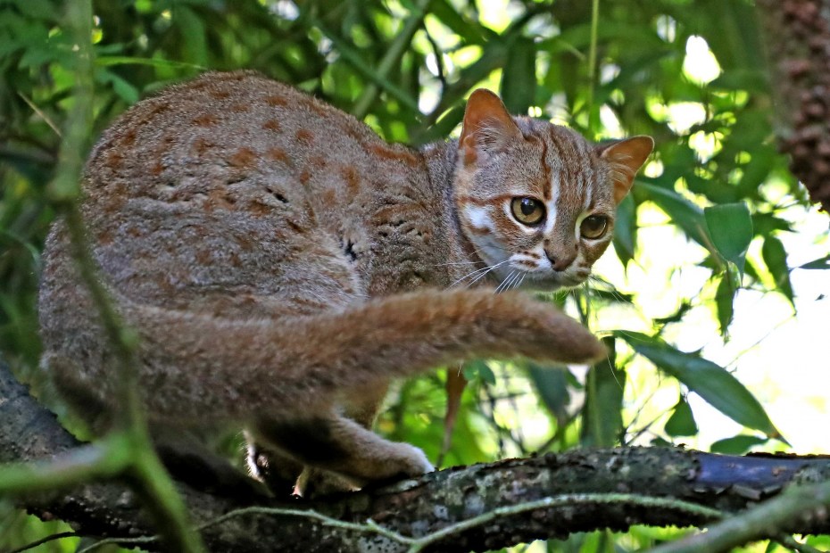 Суматранская кошка
