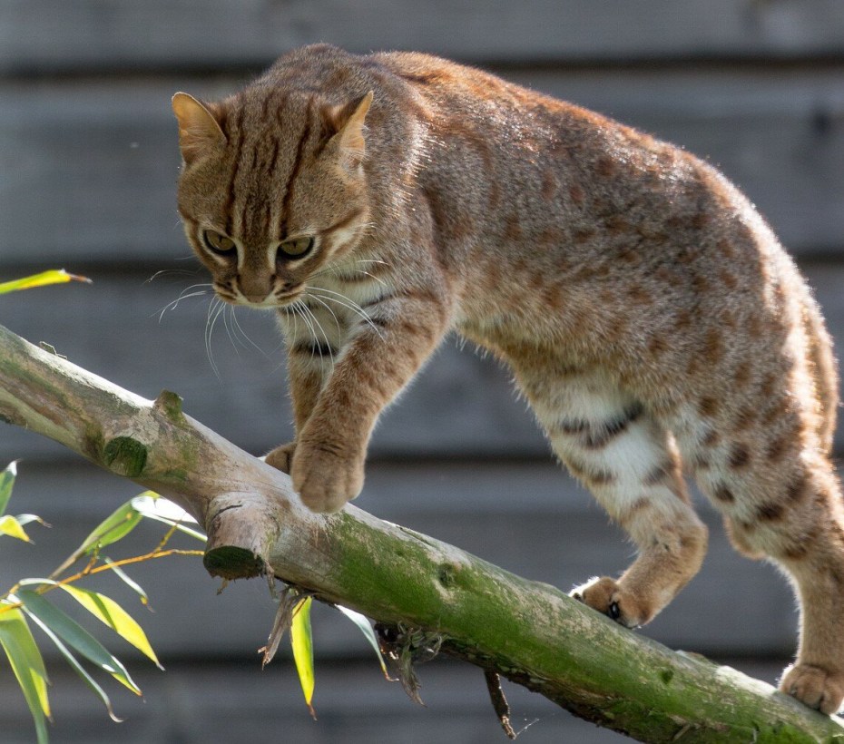 Рыжая пятнистая кошка Prionailurus rubiginosus
