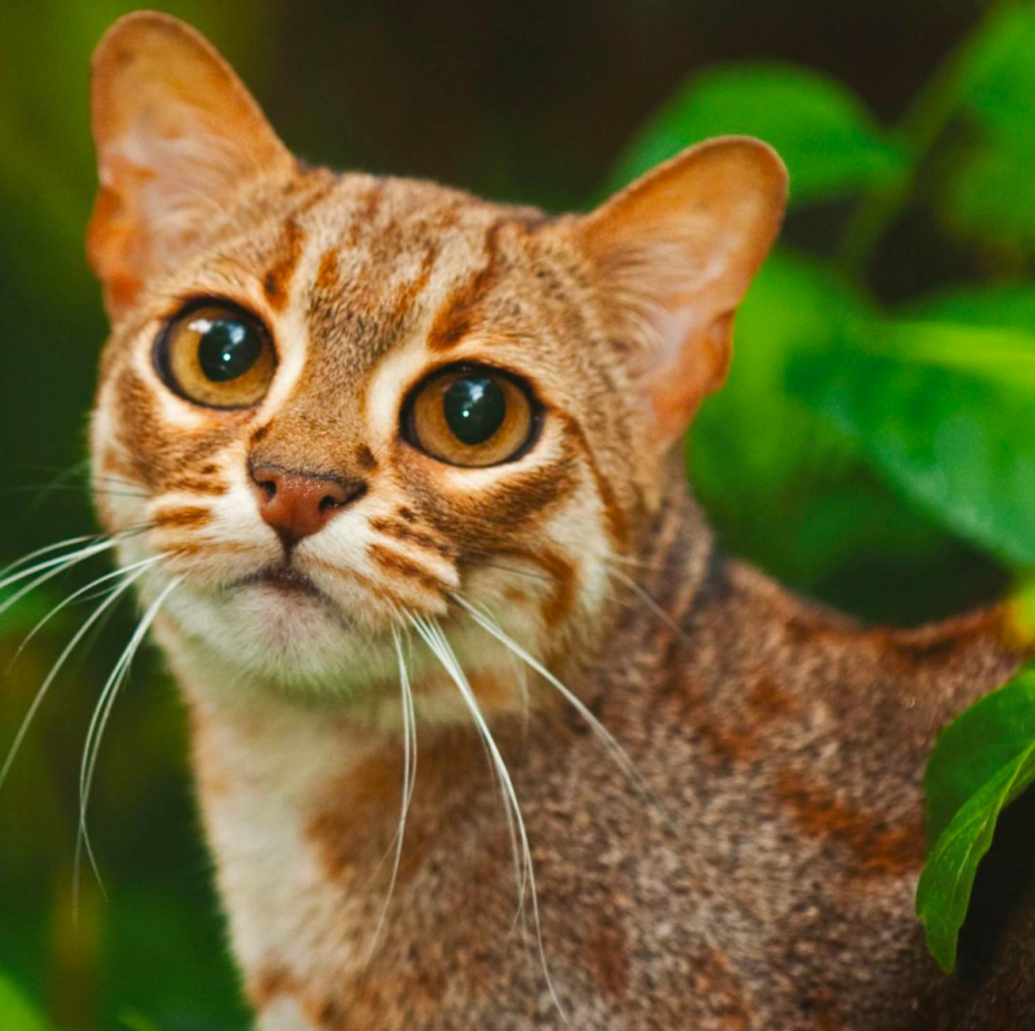 Рыжая пятнистая кошка Prionailurus rubiginosus