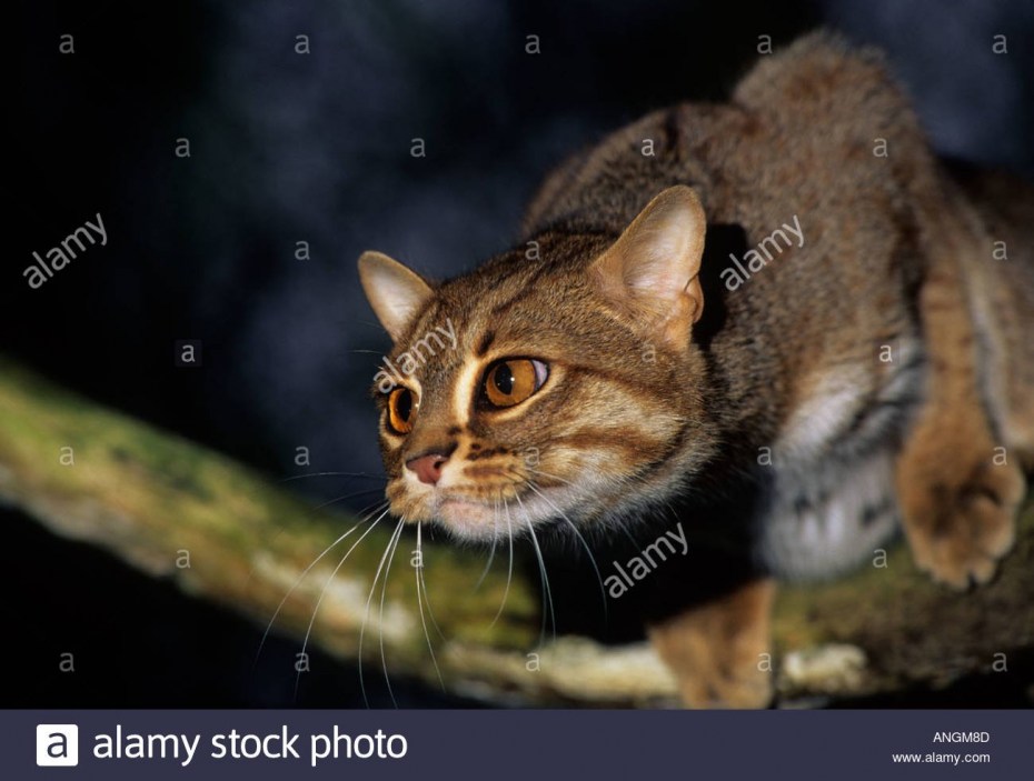 Rusty spotted Cat размер