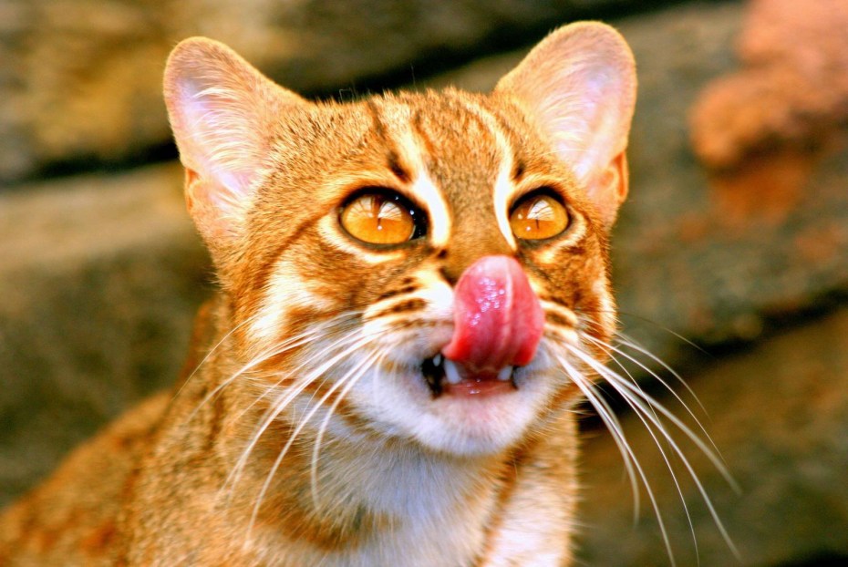 Рыжая пятнистая кошка Prionailurus rubiginosus