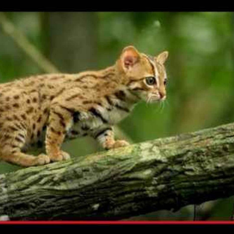 Rusty spotted Cat самая маленькая кошка