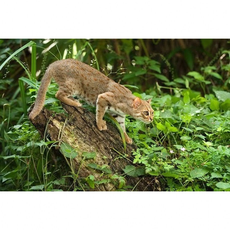 Ржавая кошка и человек
