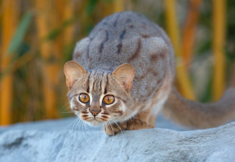 Ржавопятнистая кошка