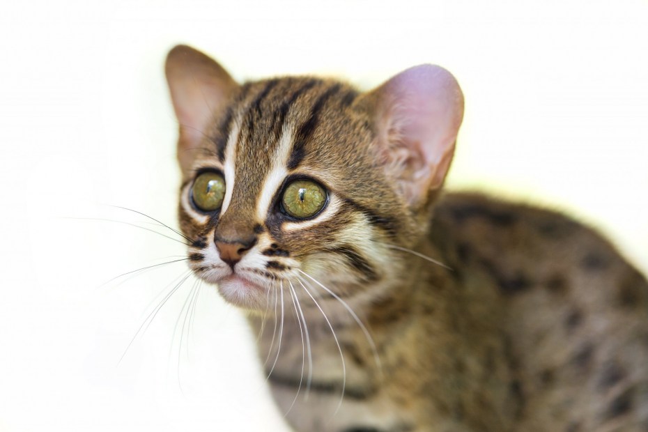 Рыжая пятнистая кошка Prionailurus rubiginosus