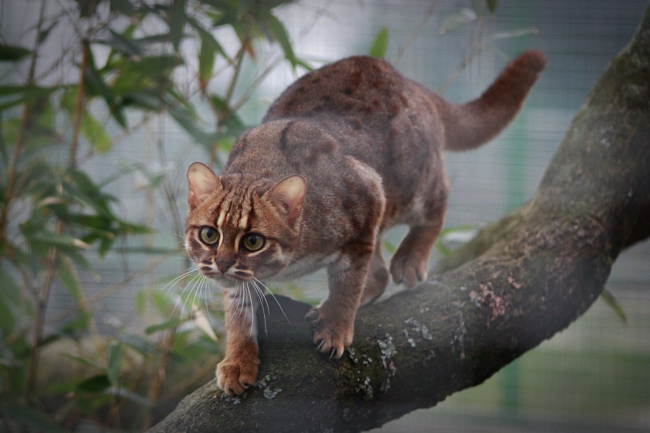 Рыжая пятнистая кошка Prionailurus rubiginosus