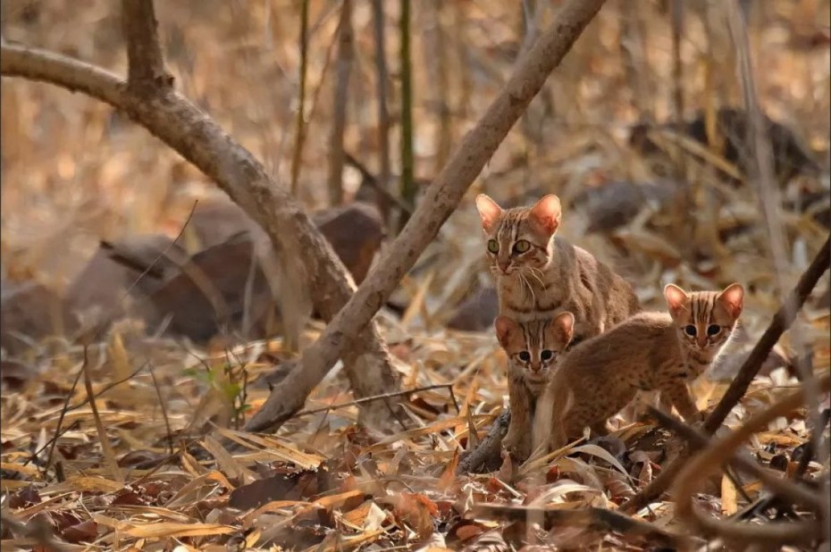 Rusty spotted Cat котята