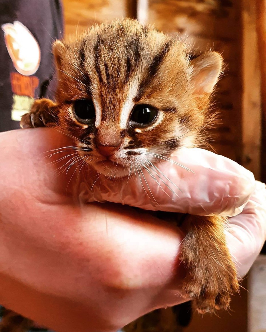 Ржавая кошка котята
