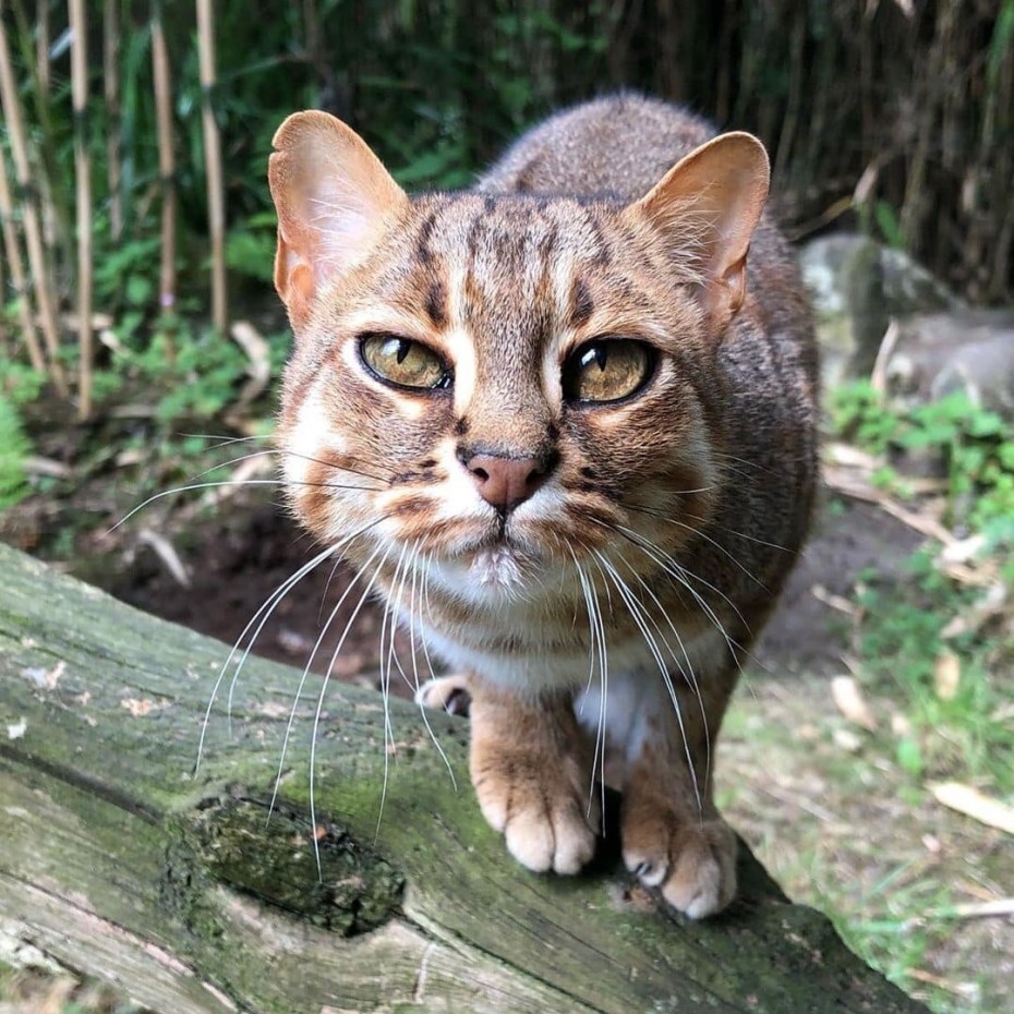 Рыжая пятнистая кошка Prionailurus rubiginosus
