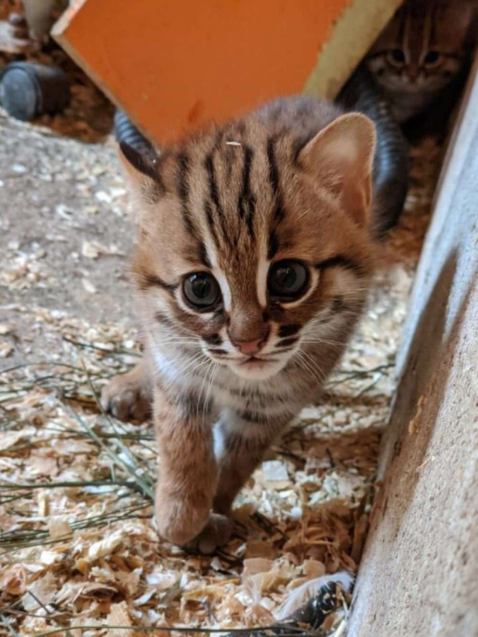 Вид - Суматранская кошка (Prionailurus planiceps):