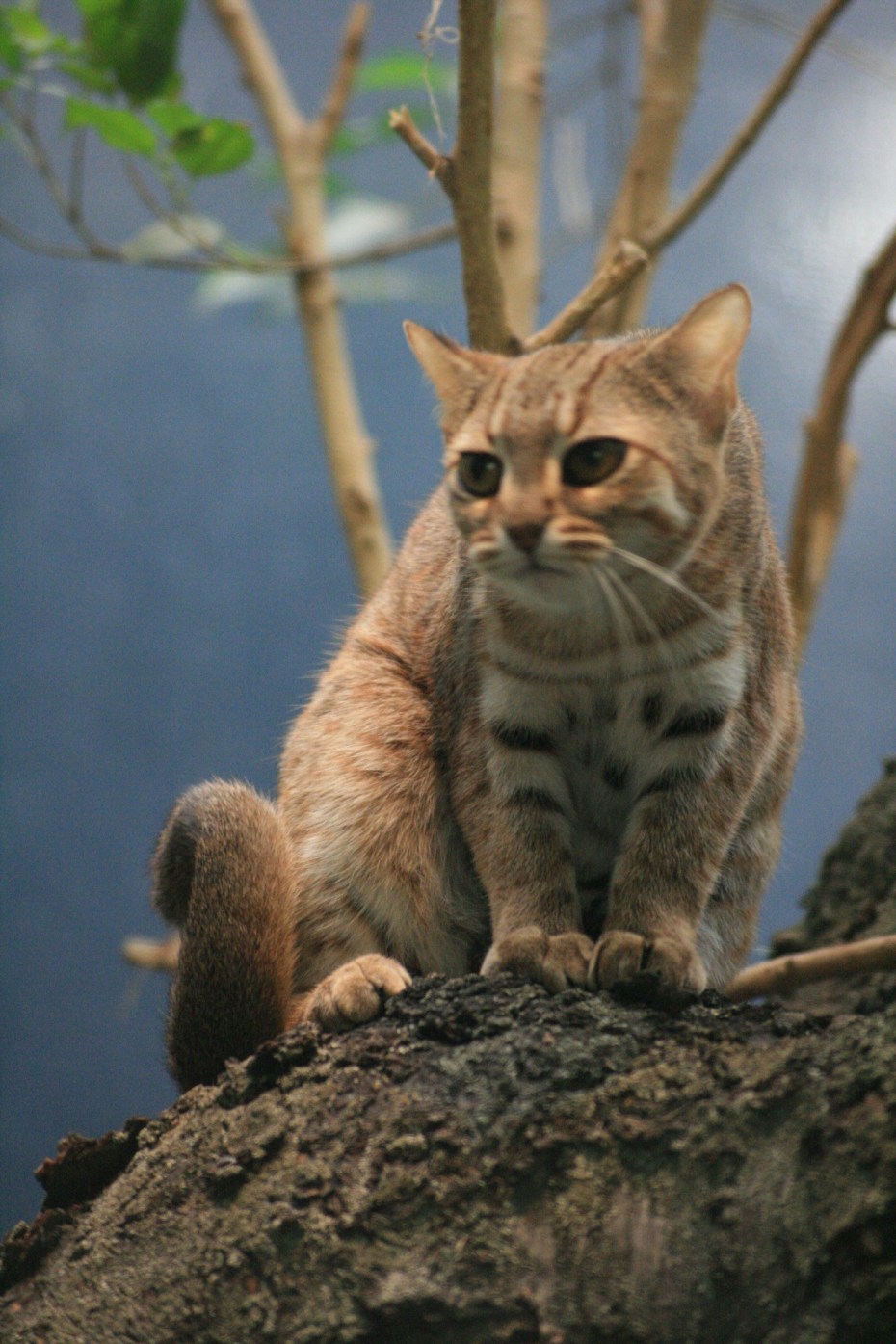 Суматранская кошка