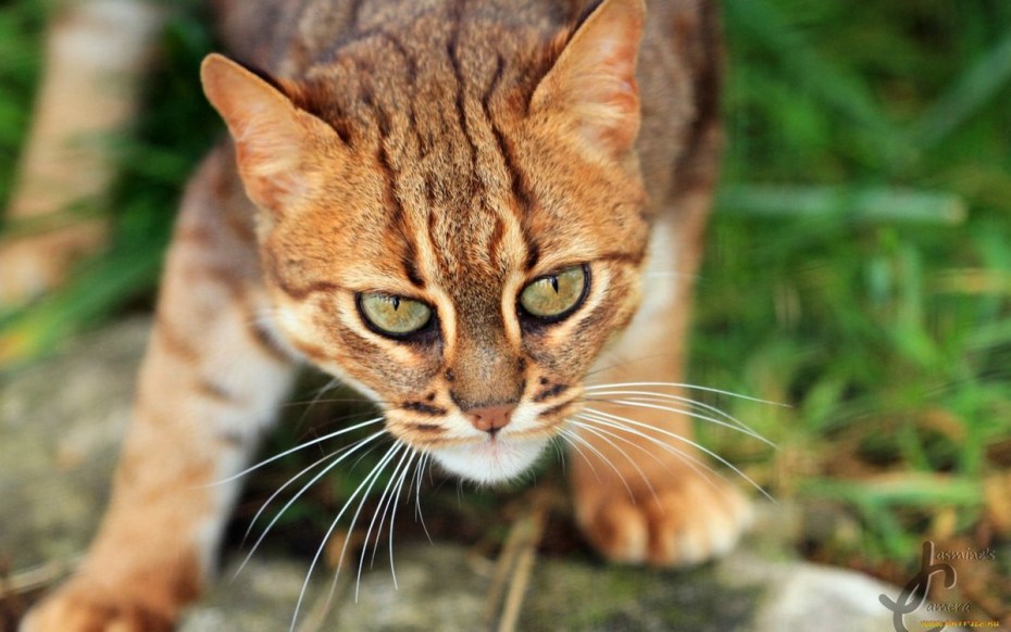 Рыжая пятнистая кошка Prionailurus rubiginosus