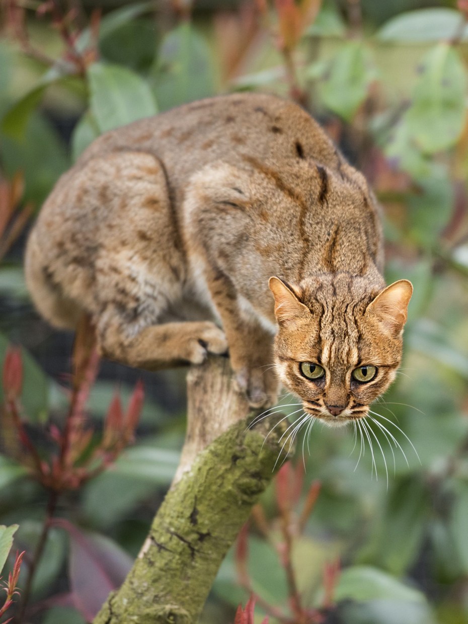 Rusty spotted Cat размер