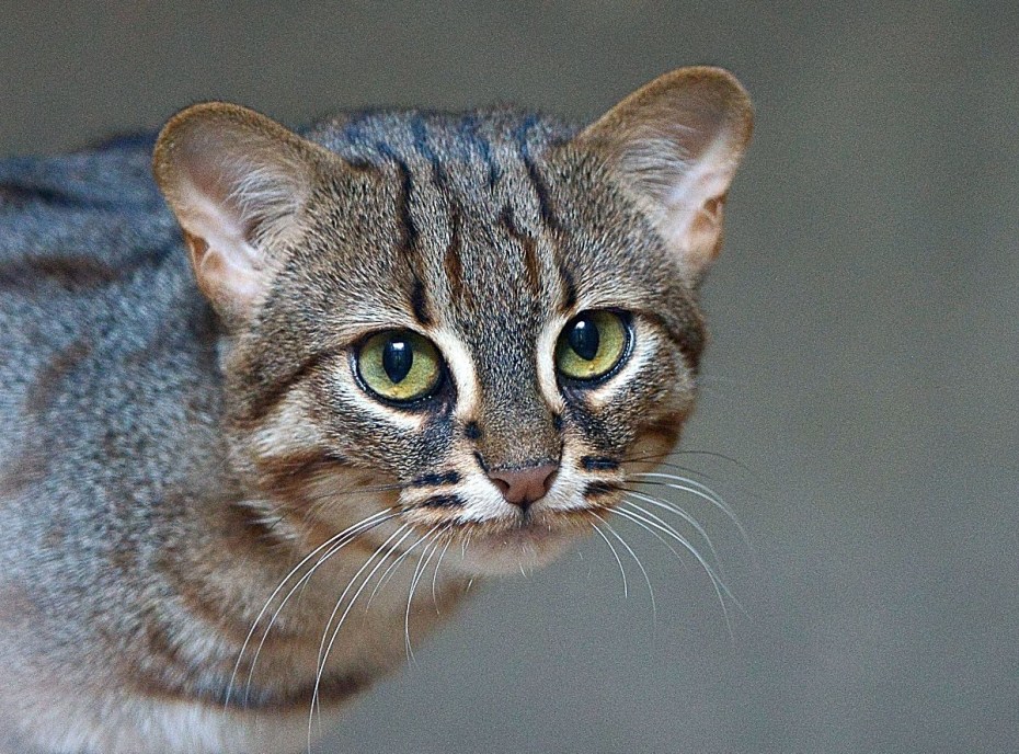 Милые Дикие коты