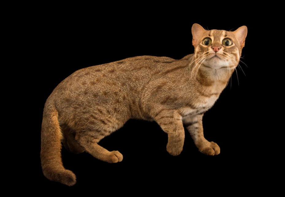 Дикая ржавая кошка