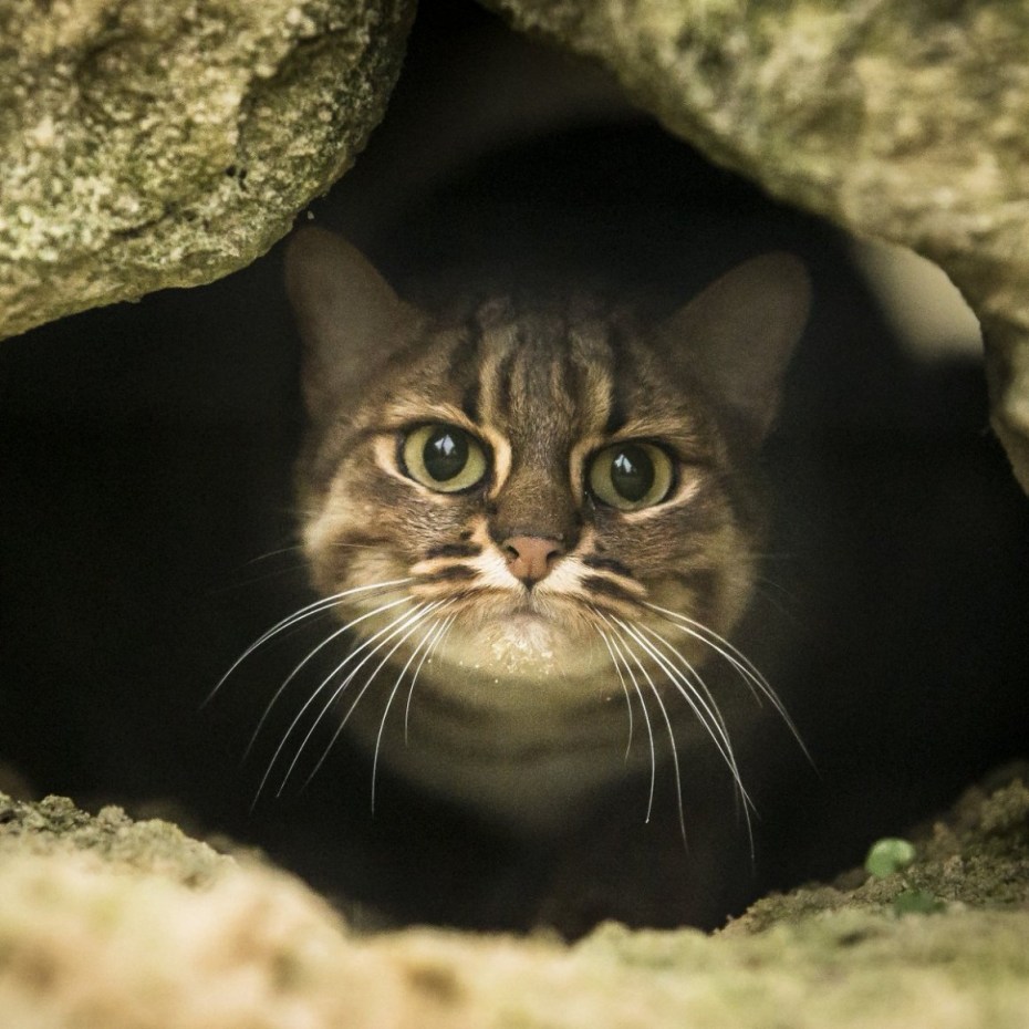 Самая маленькая Дикая кошка