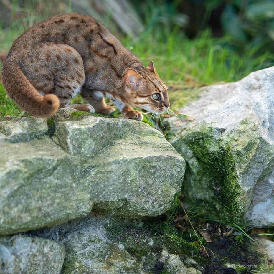 Рыжая пятнистая кошка Prionailurus rubiginosus