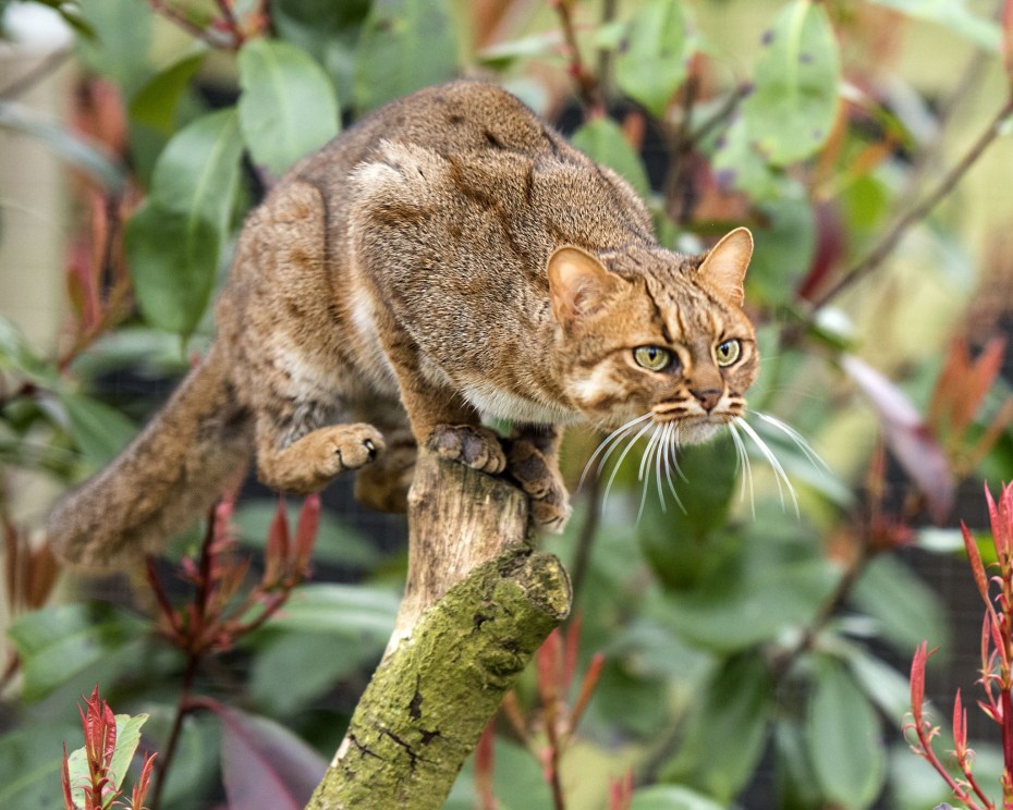 Бенгальский кот