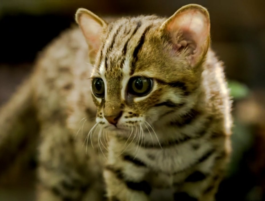 Самые маленькие кошки