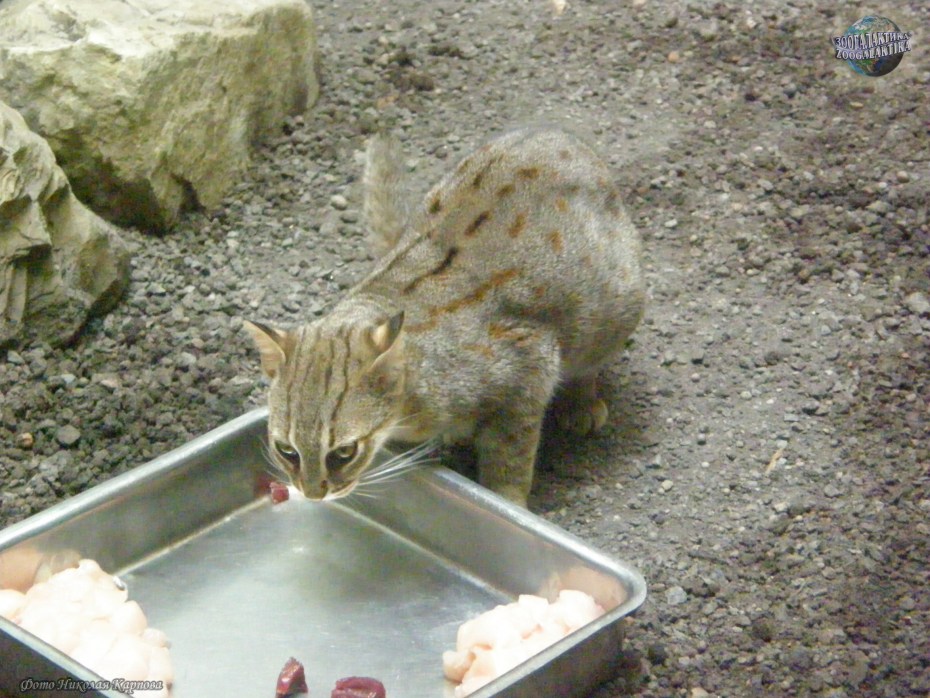 Самый маленький кот в мире