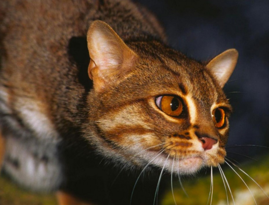 Prionailurus rubiginosus рядом с человеком