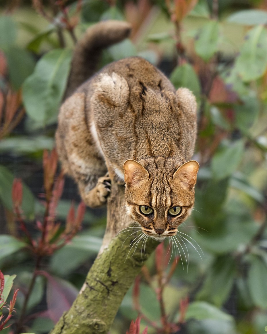 Суматранская кошка