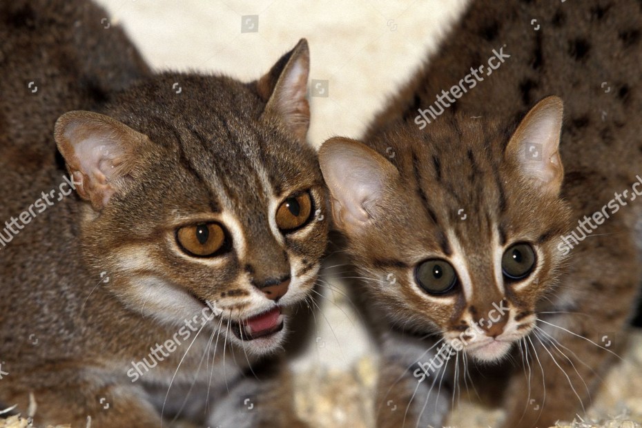 Редкие животные ржавая кошка
