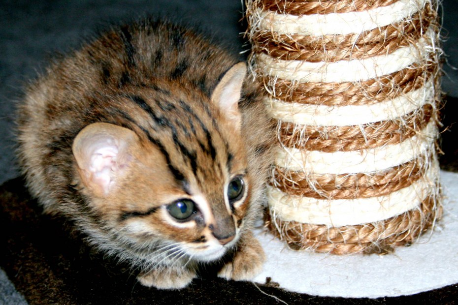 Черноногая кошка