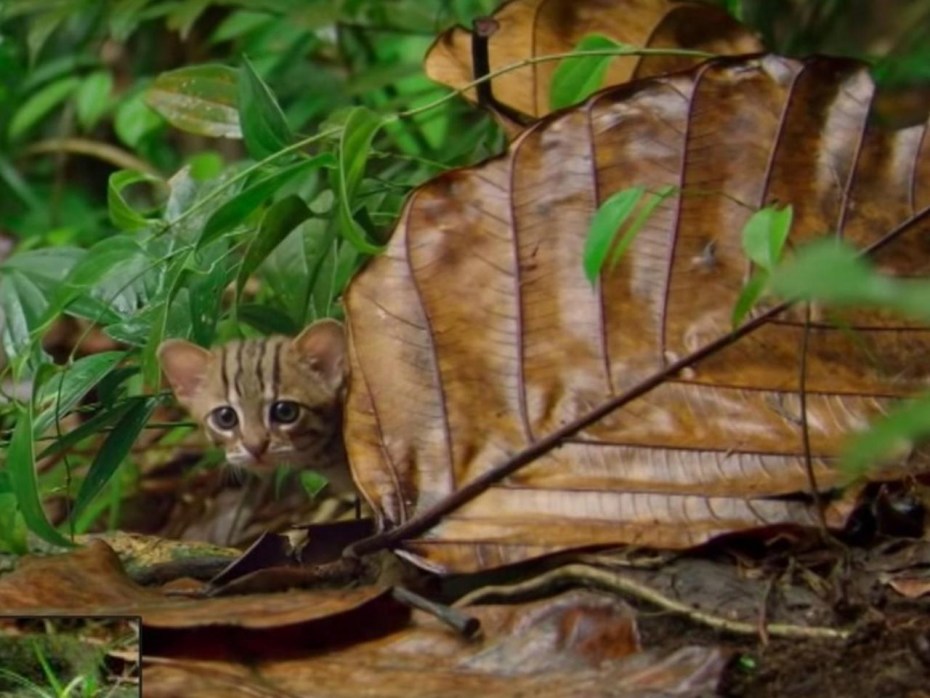Самый маленький представитель кошачьих