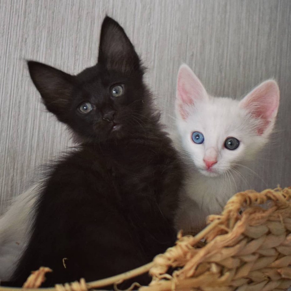 Котенок турецкой ангоры черного цвета