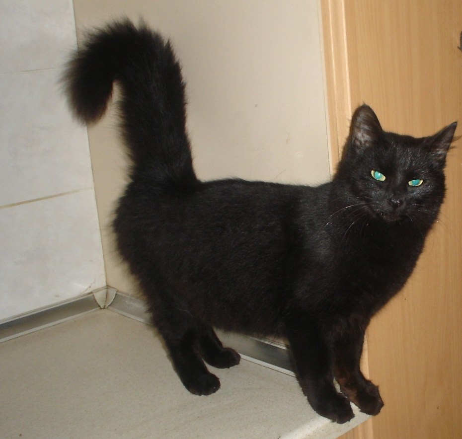 Турецкий ангорский кот черный