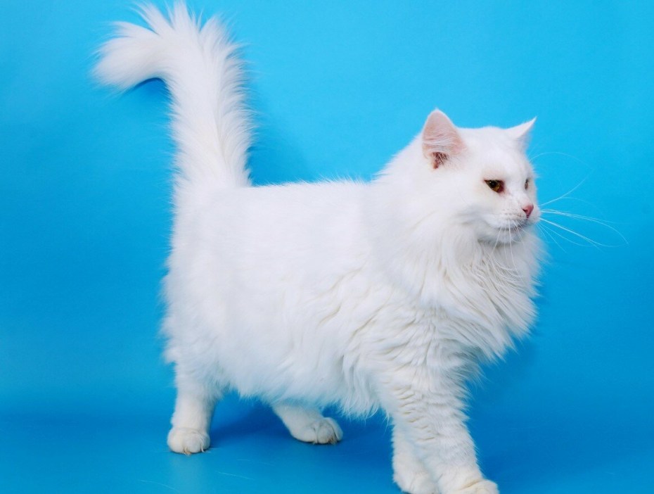 Реклама с белым котом